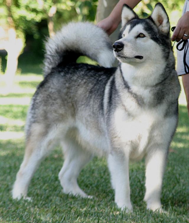 Arriba 94+ Foto Los Perros Más Lindos Y Tiernos Del Mundo Lleno